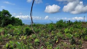 8100 Sustainable Development Farm Balsar 04