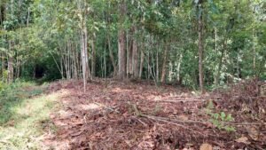 8100 Sustainable Development Farm Balsar 07