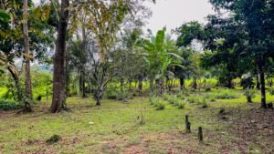 8161 House for Sale in Ojochal 40