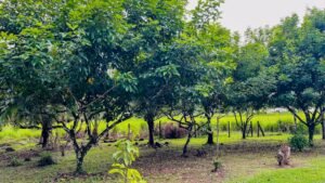 8161 House for Sale in Ojochal 41