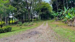 8161 House for Sale in Ojochal 49