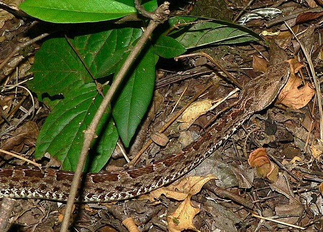 A perfect camouflage - this is what makes these snakes so dangerous. c/o Bernard DUPONT, wikicommons., wikicommons.