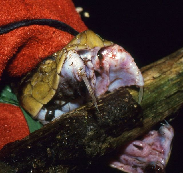 This photo warrant no explanation - except that the hollow fangs can be over 1 inch (2.5cm) long. c/o Bernard DUPONT , wikicommons.