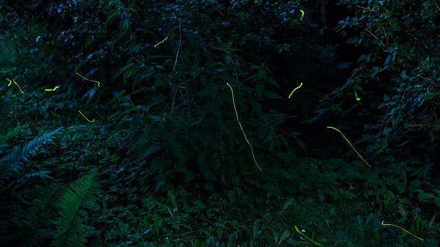 Stepping into the wilds, at night, can bring you to a surreal experience. c/o Bernd Thaller, wikicommons