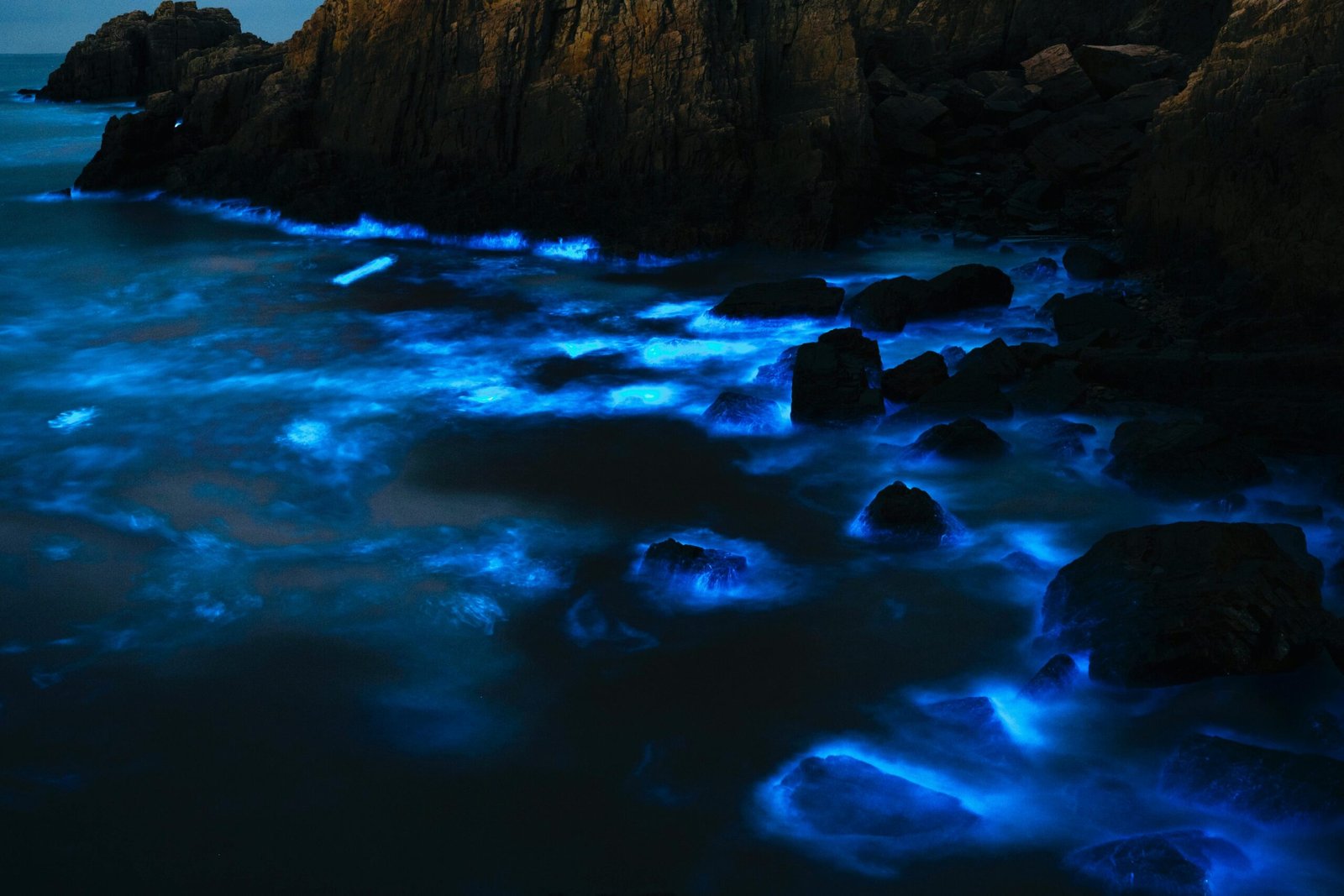 The Bioluminescence of Costa Rica