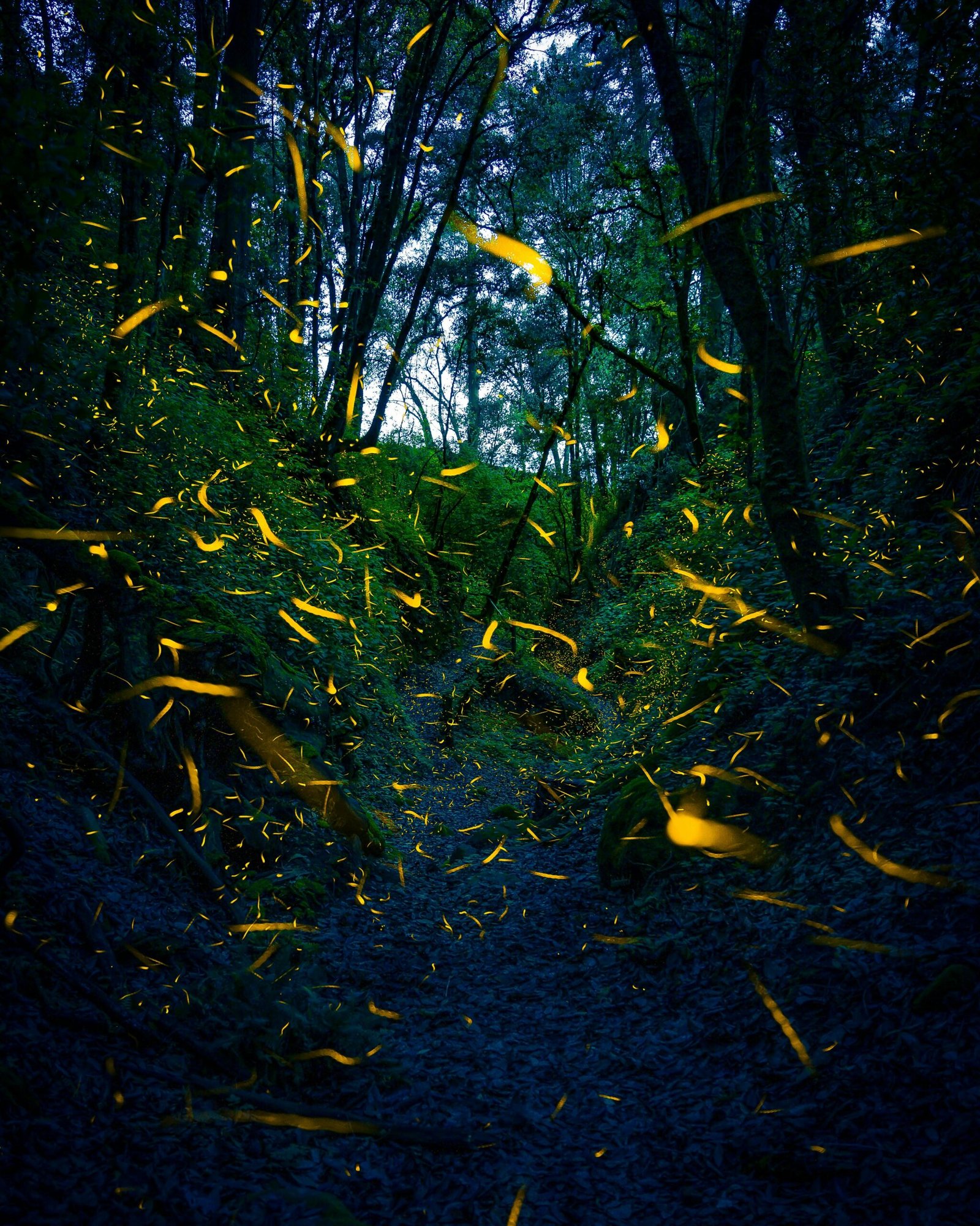 The bright orange fireflies that are common in Costa Ballena jungles. Their bioluminescence is magical. c/o Famitsay Tamayo, Pexels