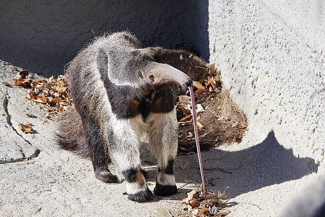 The exquisite tongue of the Giant anteater. c/o RedGazelle123, wikicommons. 