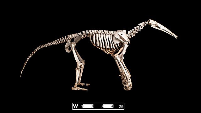 A Giant Anteater skeleton showing the specialised skull shape. c/o The exquisite tongue of the Giant anteater. c/o RedGazelle123, wikicommons. , wikicommons.
