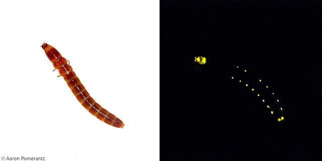 A Railroad Worm showing the yellowish green spots of bioluminescence. c/o Aaron Pomerantz, wikicommons.