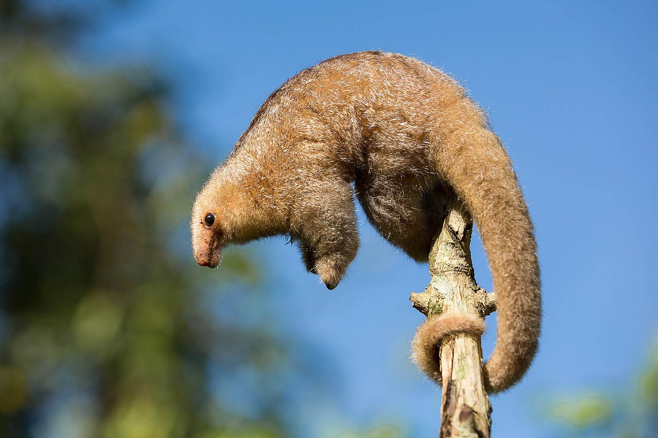 The tiny & strange Pygmy Anteater. c/o Quinten Questel, wikicommons.