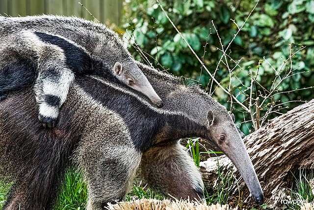 A Giant Anteater with a pup. c/o Rawpixel Ltd, wikicommons.