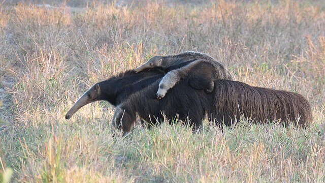 The baby spends many months clinging to the mother's back. c/o djcooker, wikicommons. 