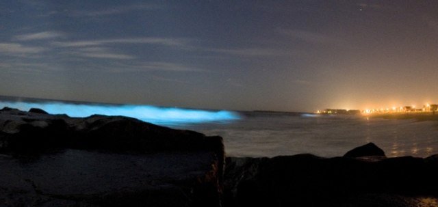 Bioluminescent wave