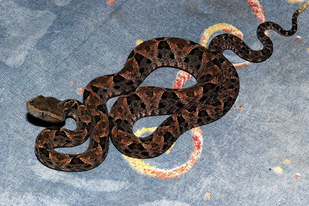 A Fer-de-Lance on a hotel bed. c/o Bernard DUPONT, wikicommons.