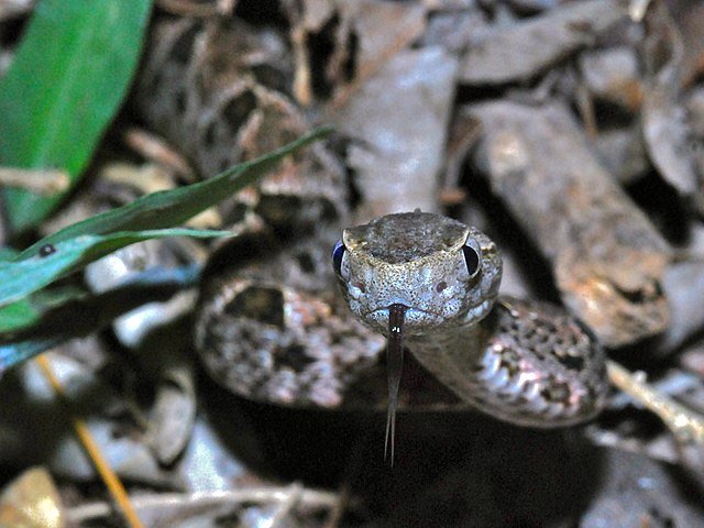 Meet the Terciopelo, or Fer-de-Lance. c/o Bernard DUPONT, wikicommons.