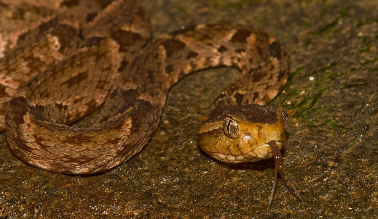FER-DE-LANCE