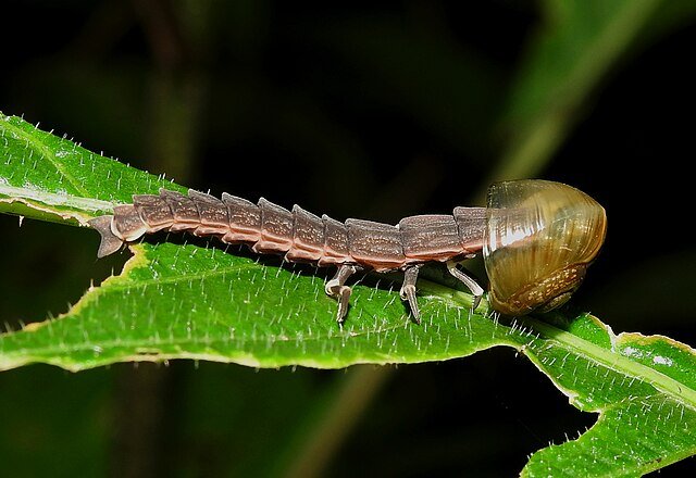 A Firefly larva devouring snail. c/o Dr. Raju Kasambe, wikicommons.