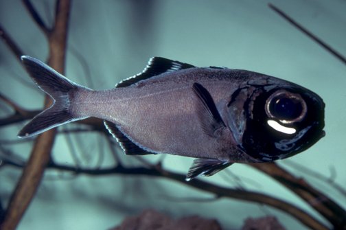 A specie of Flashlight Fish with an under-eye glow organ visible. c/o Gubbi0us, wikicommons.