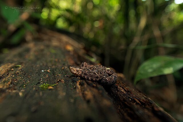 A young Fer-de-Lance in Costa Rica. c/o Supreet Sahoo, wikicommons.