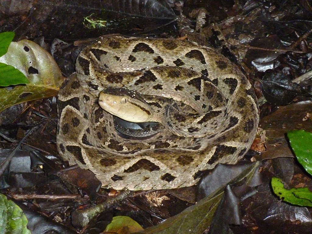 A Fer-de-Lance in its favorite habitat. c/o thibaudaronson, wikicommons.