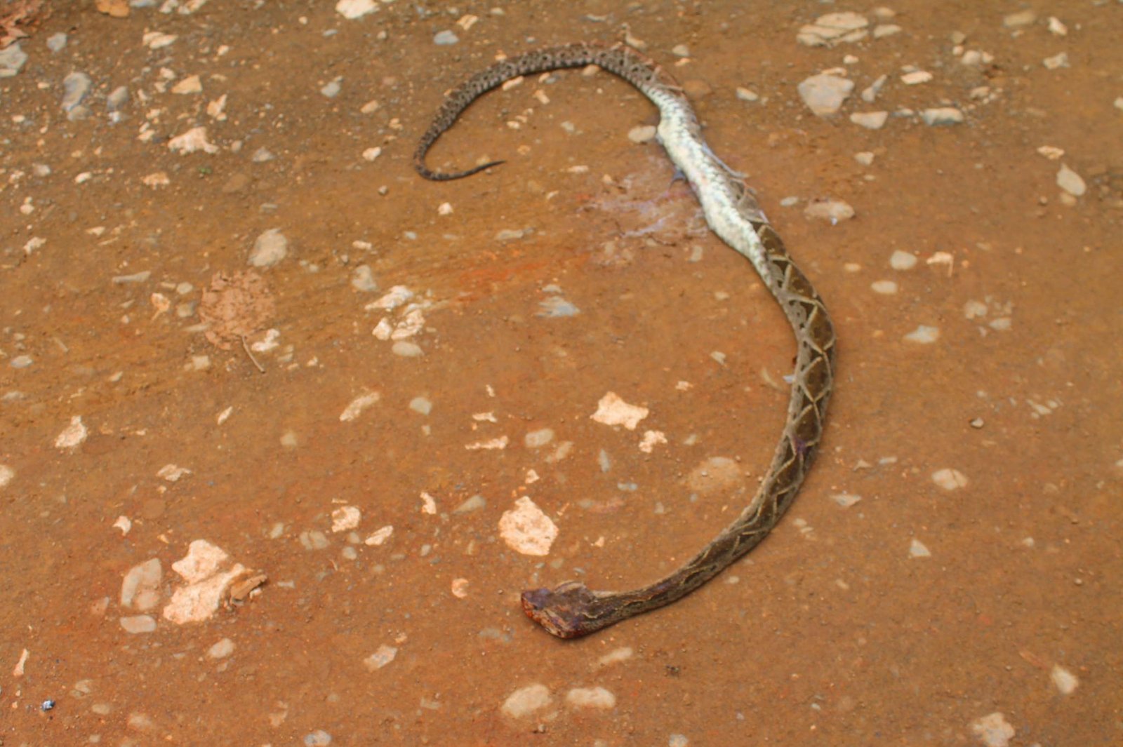 A Fer-de-Lance needlessly killed by a car on Cinco Ventans Road. 