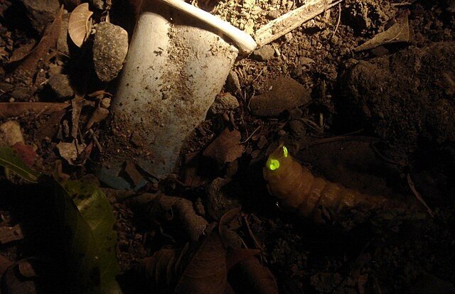A Firefly Larva with glowing 'eyes'. c/o Rmng, wikicommons.