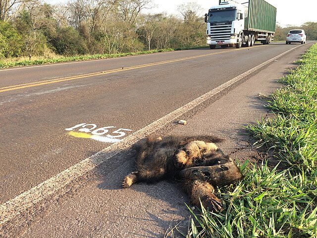 Collisions with vehicles is a major threat to the Giant Anteater's survival near developed areas. c/o deboas, wikicommons.