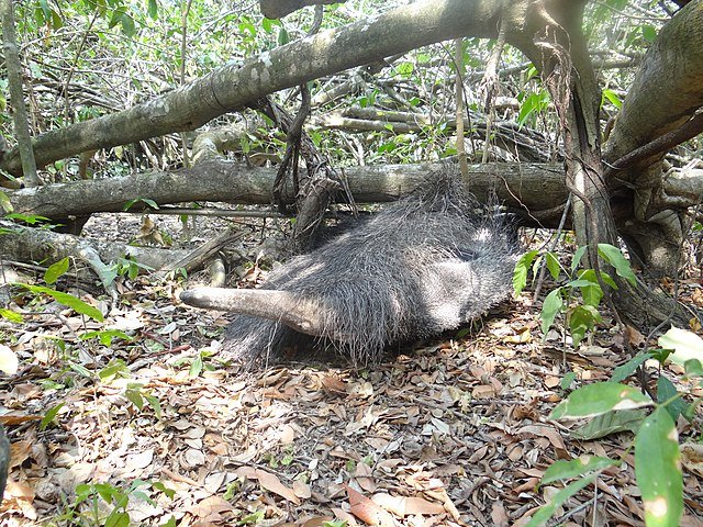 A Giant Anteater sleeping - protected, camouflaged and kept warm by its bushy tail. c/o 350z33, wikicommons.