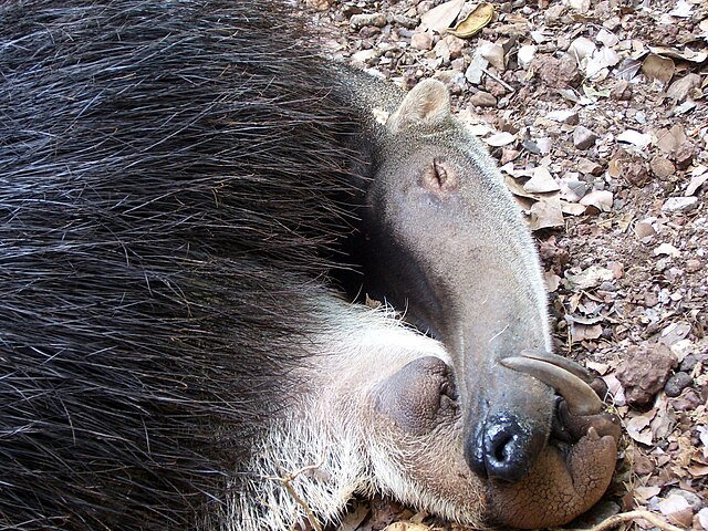A slumbering Giant Anteater. c/o Mateus Hidalgo, wikicommons.