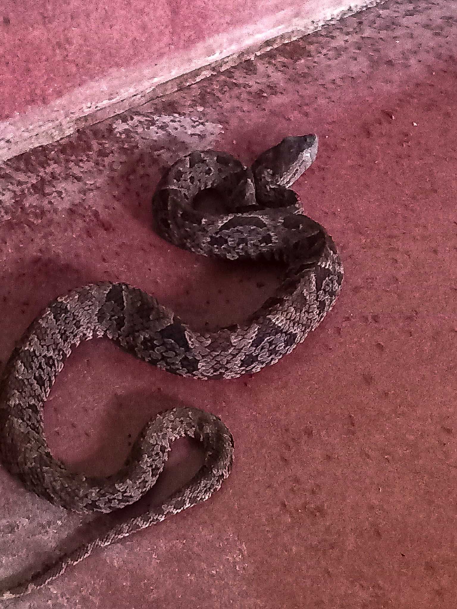 A younger Fer-de-Lance in Ben's house.