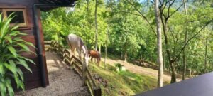 20250521_072957 (Large)