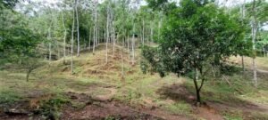 20250521_090530 (Large)