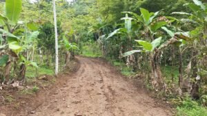 5522 – Mountain View Land with Several Building Sites and Mature Fruit Trees_02