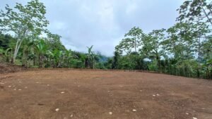 5522 – Mountain View Land with Several Building Sites and Mature Fruit Trees_04