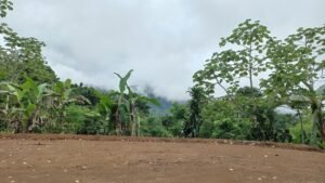 5522 – Mountain View Land with Several Building Sites and Mature Fruit Trees_05