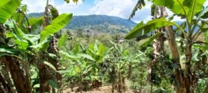 5522 – Mountain View Land with Several Building Sites and Mature Fruit Trees_08