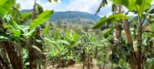 5522 – Mountain View Land with Several Building Sites and Mature Fruit Trees_08