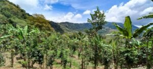 5522 – Mountain View Land with Several Building Sites and Mature Fruit Trees_09