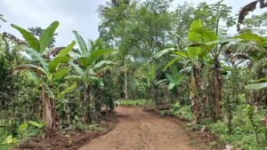 5522 – Mountain View Land with Several Building Sites and Mature Fruit Trees_10