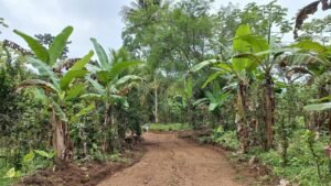 5522 – Mountain View Land with Several Building Sites and Mature Fruit Trees_10