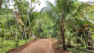 5522 – Mountain View Land with Several Building Sites and Mature Fruit Trees_11