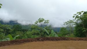 5522 – Mountain View Land with Several Building Sites and Mature Fruit Trees_15