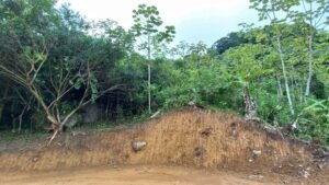 5522 – Mountain View Land with Several Building Sites and Mature Fruit Trees_17