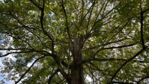 5522 – Mountain View Land with Several Building Sites and Mature Fruit Trees_19