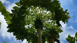 5522 – Mountain View Land with Several Building Sites and Mature Fruit Trees_20