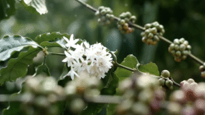 5522 – Mountain View Land with Several Building Sites and Mature Fruit Trees_22