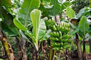 5522 – Mountain View Land with Several Building Sites and Mature Fruit Trees_24