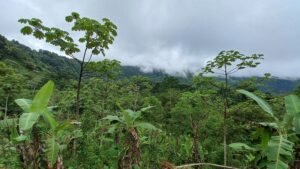 5522 – Mountain View Land with Several Building Sites and Mature Fruit Trees_26