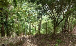 Dan Lancinger Real Estate Uvita 12