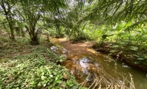 Dan Lancinger Real Estate Uvita 16